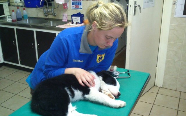 ‘n Ongeluk op die grondpad na Baardskeerdersbos het “baas en hond” in die hospitaal laat beland. Die pasiënt is op die toneel deur Cassie Carstens en Chantell en Riaan Buys van Overstrand Medical Response behandel, waarna hulle deur die Provinsiale Ambulansdienste na Hermanus Medi Clinic vervoer is. Daar was egter ook ‘n hond saam met hom in die voertuig. Cassie en Chantell het die hond na Hermanus Dierehospitaal geneem, waar hy waarskynlik die volgende dag ge-opereer is.